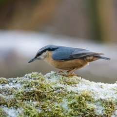 Wildlife photo - eurasian nuthatch sitta europea stands on old wood in forest, Danubian wetland, Slovakia, Europe
