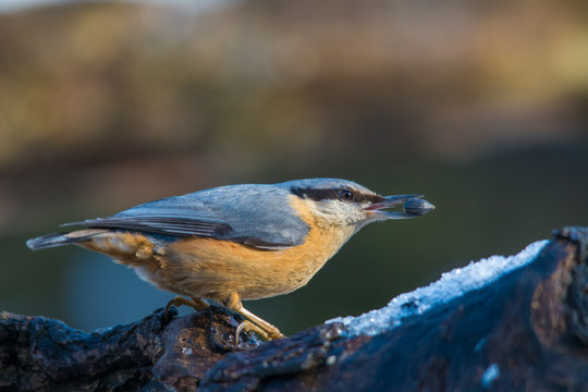 Wildlife photo - eurasian nuthatch sitta europea stands on old wood in forest, Danubian wetland, Slovakia, Europe