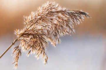 Macro shot of dry bulrush.