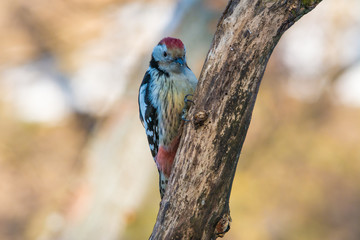 Wildlife photo - middle spotted woodpecker dendrocopos medius in its natural environment, danubian wetland, slovakia forest, europe