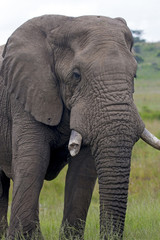Fototapeta na wymiar Elephant Standing in Lush Green Bush and Grassland