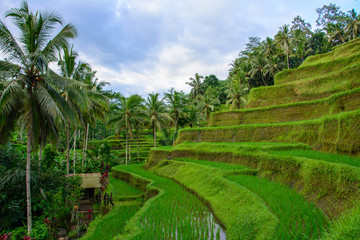 Fototapeta na wymiar Tegalalang Rice Terrace in Ubud. Bali, Indonesia