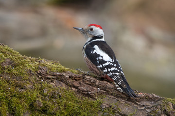 Wildlife photo - middle spotted woodpecker dendrocopos medius in its natural environment, danubian wetland, slovakia forest, europe
