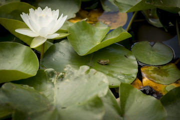 Frog in a lily pond