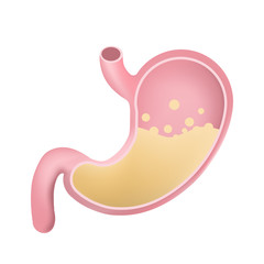Stomach icon. Human internal organs symbol. Digestive system anatomy. Vector realistic human stomach illustration isolated on white background.