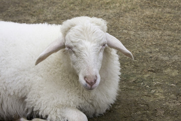 Lamb sweet sleep on the grass.