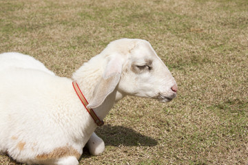 Lamb sweet sleep on the grass.