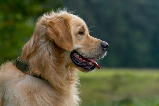 Portrait of a purebred Golden Retriever outside in nature. Mouth open and tongue out. Profile picture. Back lighting.