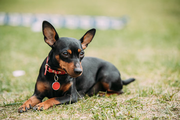 Black Miniature Pinscher Zwergpinscher, Min Pin Sitting On Green Grass