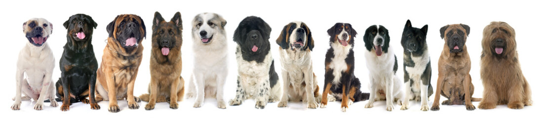 Obraz premium group of large dogs