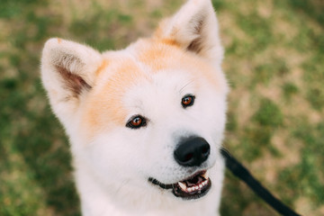 Obraz premium Close View Of Akita Dog Or Akita Inu, Japanese Akita Outdoor. Smiling Dog