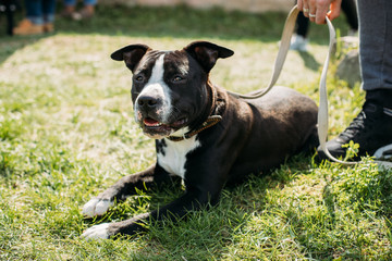 American Staffordshire Terrier Dog Lying In Green Grass