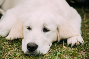 Close View Of Beautiful White Dog Labrador Puppy Whelp Lying In Green Grass