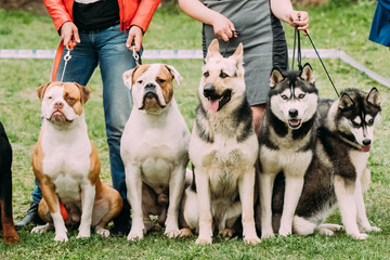 Two American Bulldog Dog, Alsatian Wolf Dog Or German Shepherd Dog