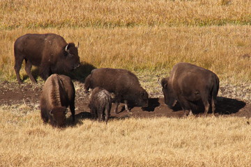 Bisons in Yellowstone National Park in Wyoming in the USA
