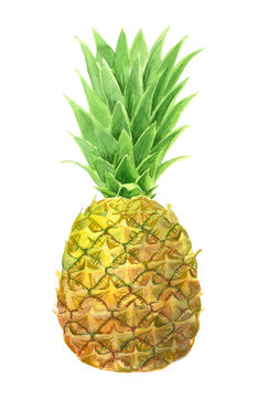 Pineapple painted with watercolors isolated on white background.