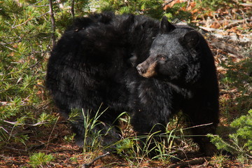 Obraz na płótnie Canvas Black bear in Yellowstone National Park in Wyoming in the USA 