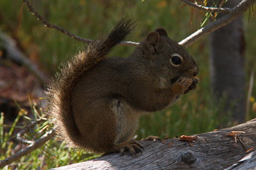 Squirrel in Yellowstone National Park in Wyoming in the USA

