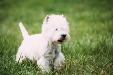 Small West Highland White Terrier - Westie, Westy Dog Running On Green Grass