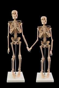 White skeleton model isolated on dark background, Couple skeleton of love touch the hand.