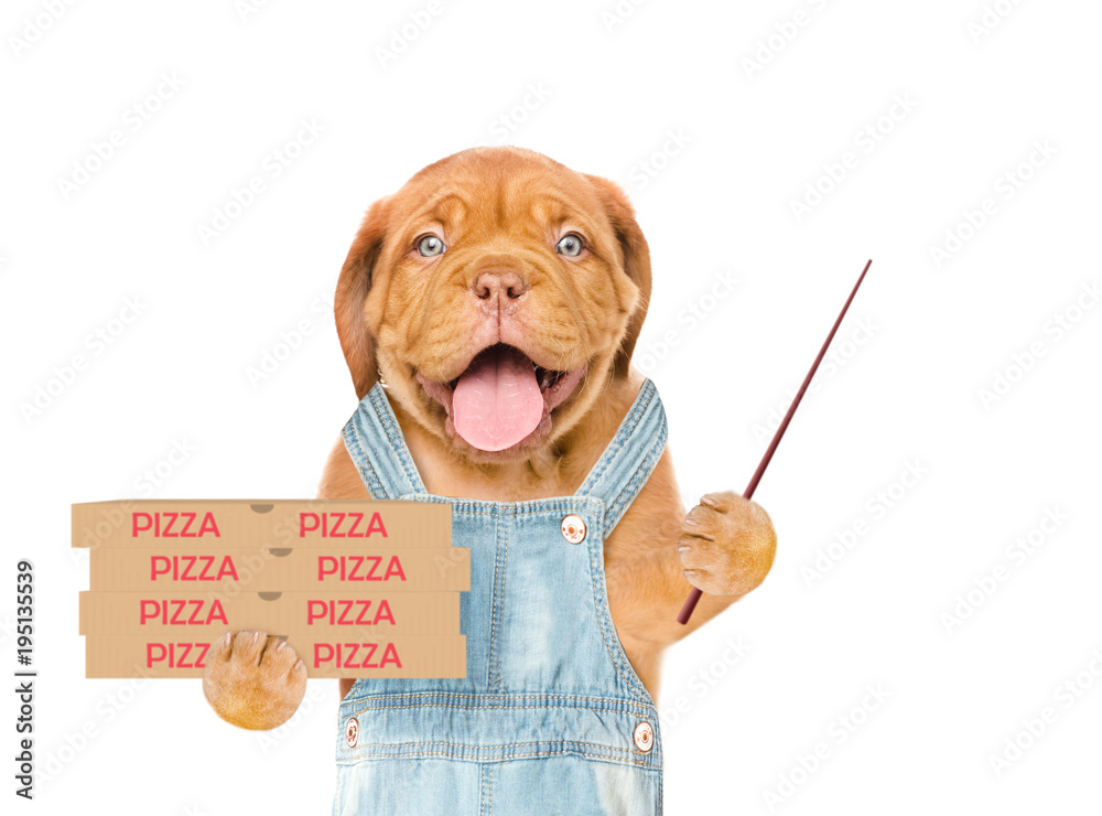 Poster funny pizza delivery puppy with pizza boxes and pointing stick. isolated on white background