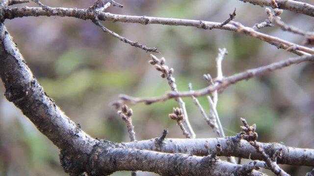 百舌鳥、桜の枝から飛ぶ