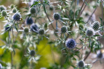 Wild blue eryngo from Poland