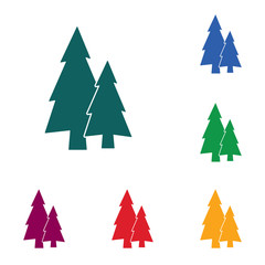 Obraz premium Fir Trees forest