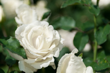White rose as background