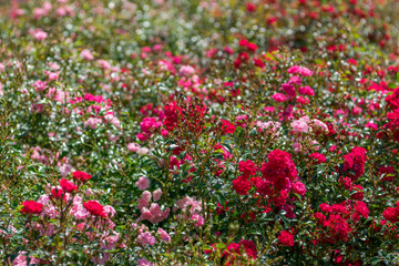 Bushes of pink and red flowers