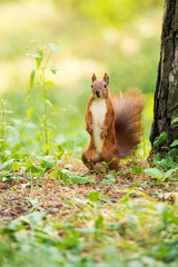 A red squirrel stands near a tree with a nut.