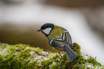 Obraz premium Wildlife photo - great tit parus major in its natural environment in winter season, Danubian wetland, Slovakia, Europe