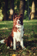 Cute adorable young border collie female sitting on the grass