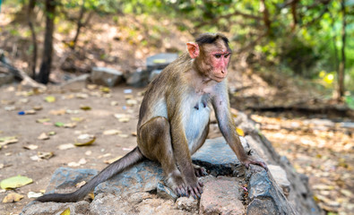 Fototapeta premium Bonnet macaque on Elephanta Island near Mumbai in India