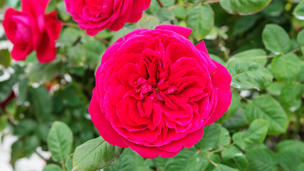 Fototapeta na wymiar Red roses flower in the garden.