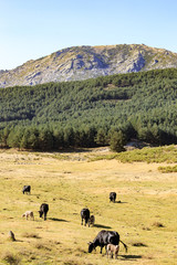 Cows in Gredos mountains in Spain