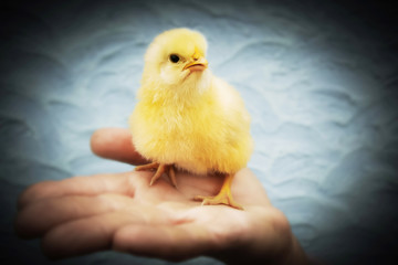  little yellow chicken on the person's hand, care and love for animals_