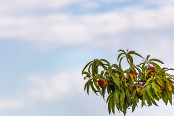 Ripe nectarine Peaches on branches