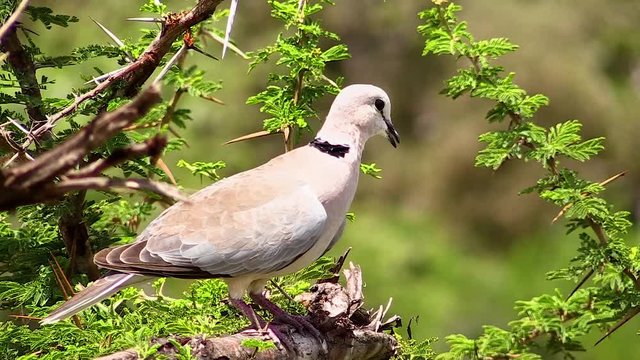 Cape Turtle dove on a branch, Kruger National Park South Africa