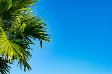 The tops of palm trees on a clear blue sky