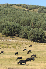 Cows in Gredos mountains in Spain