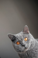cat peeks around the corner, beautiful gray british cat with yellow eyes,  funny fat cat
