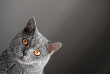 cat peeks around the corner, beautiful gray british cat with yellow eyes,  funny fat cat