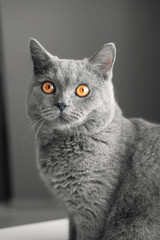 beautiful British gray cat, close-up portrait, Gray background, large yellow eyes