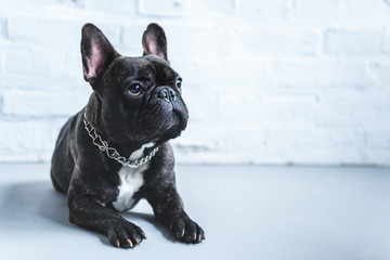 Cute Frenchie dog lying on floor and looking up