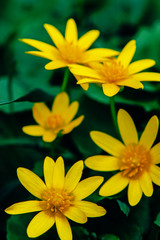 Yellow flower background