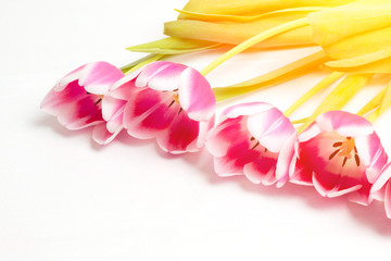 Colorful red tulips bouquet on white wooden background. Red and white. Top view with space for your text. closed up with sunlight