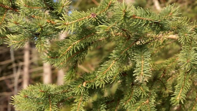 Close up of spruce branches waving in the wind.