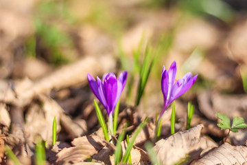 Close-up of early spring new growth, vibrant crocus flowers