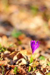 Beautiful violet crocus close-up. Early spring flower, Natural brown background. Copy space, place for text